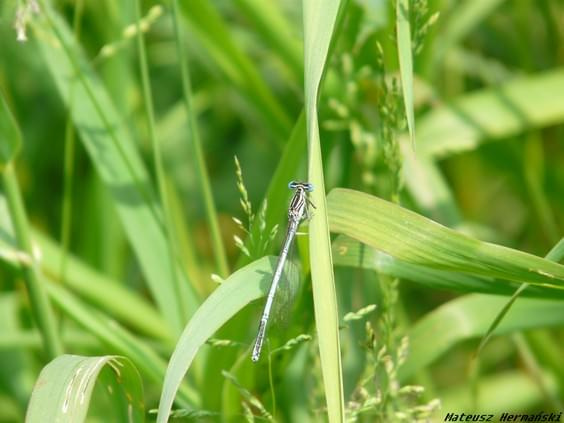 Spływ kajakowy
Warta 9.06.08 #warzka