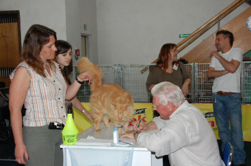Wystawa Kotów Rasowych w Krakowie w niedzielę 08.06.2008