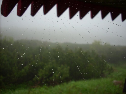 Perłowe krople deszczu