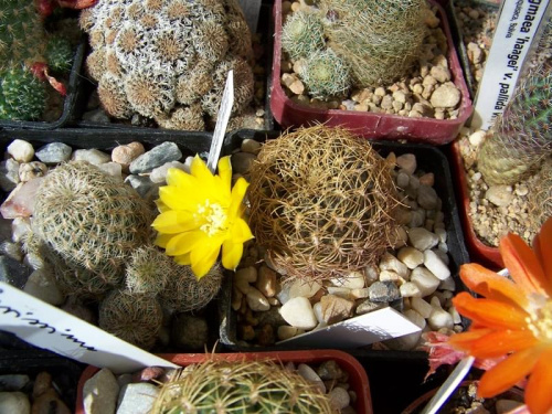 Sulcorebutia candiae