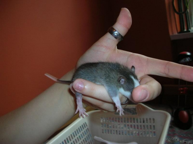 Dwudziesta doba - Wiwi