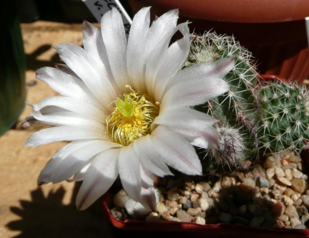 Echinocereus pulchellus v. scharpiiSB 1569