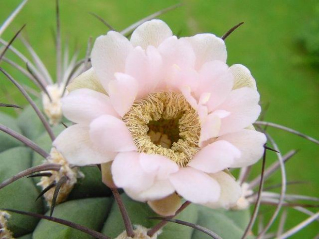 Gymnocalycium saglione