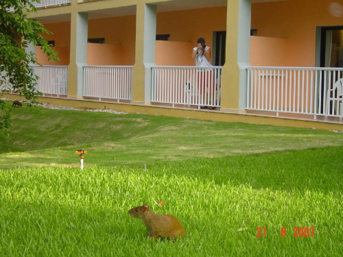 Riu Yucatan