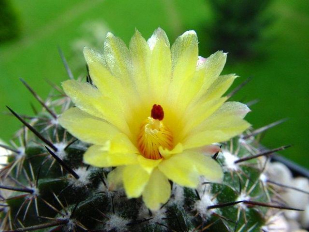 Notocactus sp.