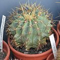 ferocactus glaucescens