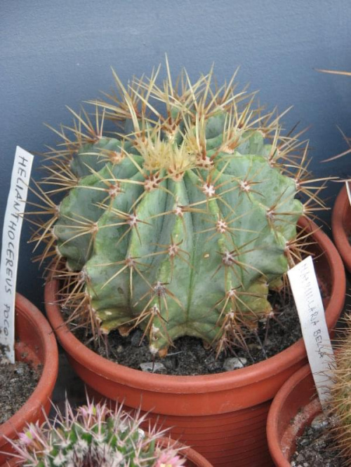 ferocactus glaucescens