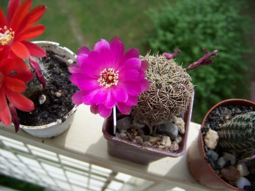 Sulcorebutia