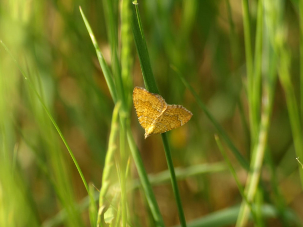 Camptogramma bilineata (Paśnik goździeniak)