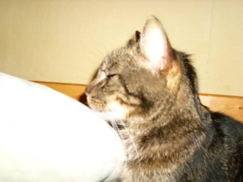 Klemcio