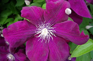 moje powojniki (clematis) #clematis #powojniki #ogrod #Czerwiec2008