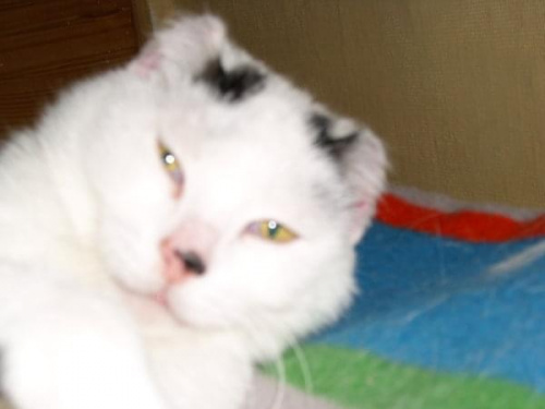 USIA
