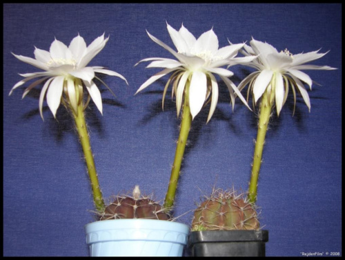 Echinopsis spec. Lau 400