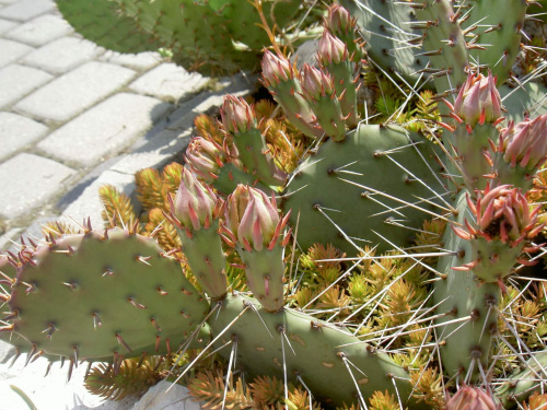 Mają kolce... #kaktusy