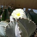 Astrophytum myriostigma