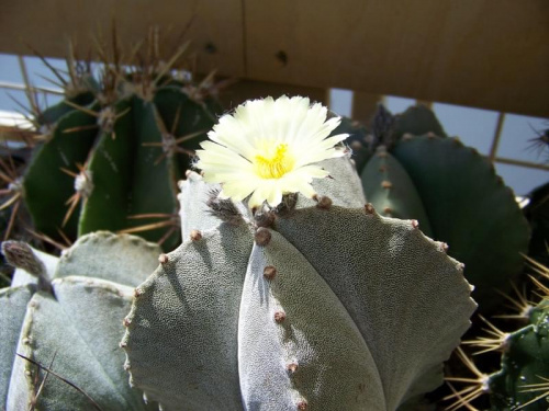 Astrophytum myriostigma