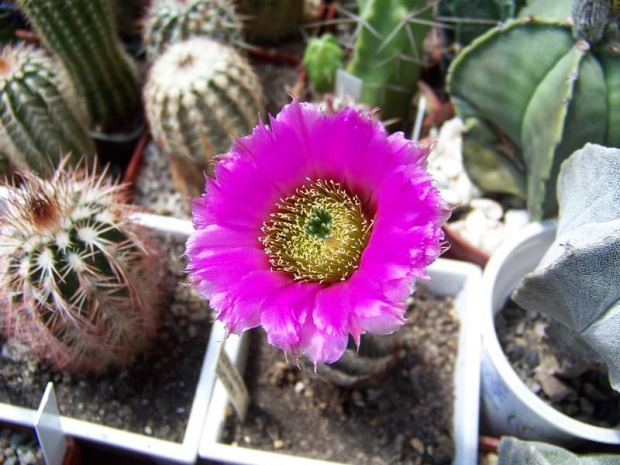 Echinocereus purpureus