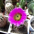 Echinocereus purpureus