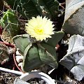 Astrophytum myriostigma v. nudum