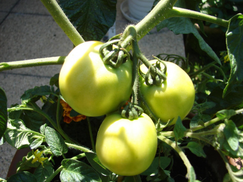 To pomidory, które zdecydowanie jako pierwsze nadadzą się do konsumpcji. już nie mogę się doczekać. #kwiaty #ogród #zieleń