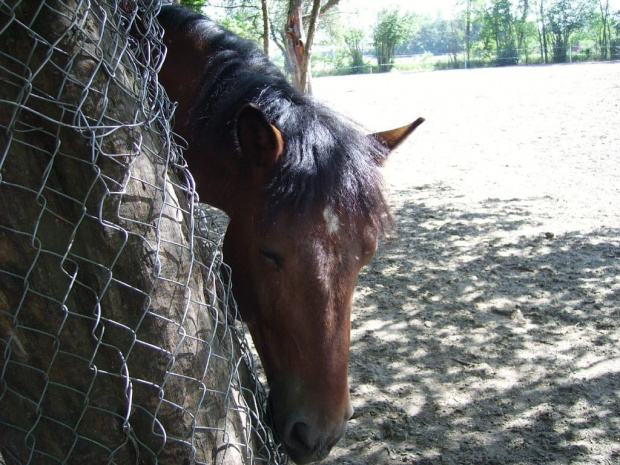 Tęczowy