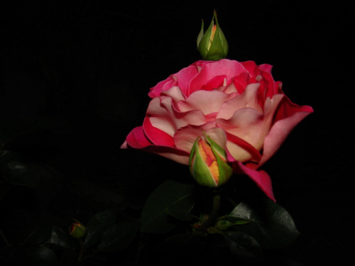 Róża #kwiaty #ogród #zieleń #róża