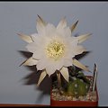 143.Echinopsis subdenudata