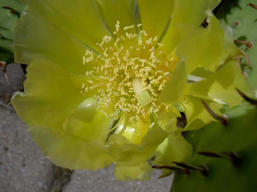 Kwitnący kaktusik. #kaktusy