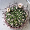 Gymnocalycium saglionis