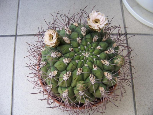 Gymnocalycium saglionis