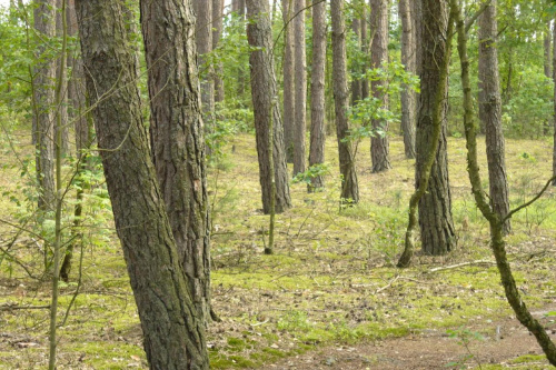 Zdjęcia z lasu i okolic #las #rośliny #przyroda #drzewa #łąka #flora #fauna