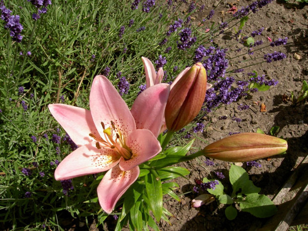 pierwsze letnie lilie