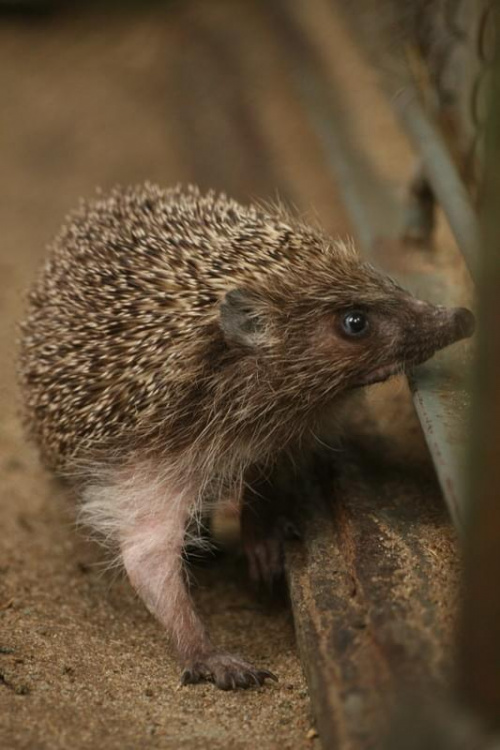 bydgoszcz zoo
