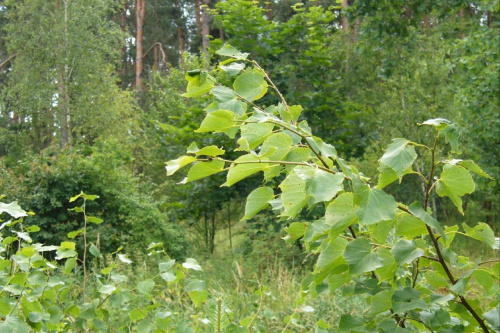 #Rośliny #las #kwiaty #przyroda #flora #fauna #botanika #łąka