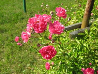 róże #Róże #kwiaty #ogród