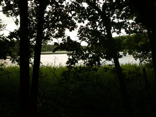 Jezioro w lesie #las #jezioro #drzewa #widok