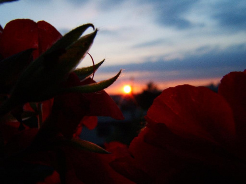 #ZachódSłońca #kwiaty