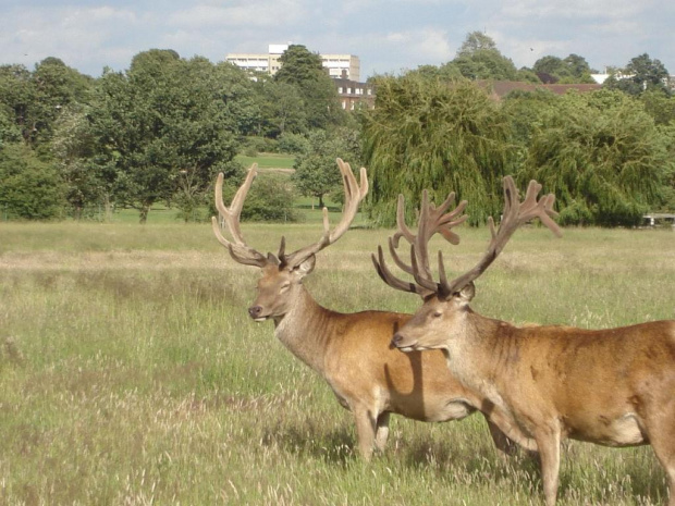 Spacerek...:) #jelonki #RichmondPark #roślinki #zwierzątka #park #budynki