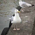 Mewa srebrzysta - Larus argentatus . W porcie ; Łeba .