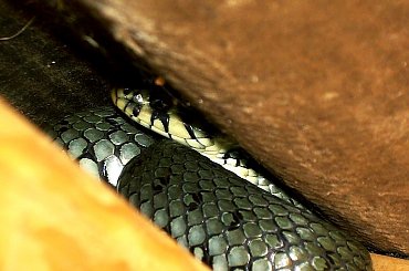 dwa węże, poddachowiec leśno-ogrodowy. on siedzi na krokwi pod dachem, może znów czeka nas epoka gadów latajacych? #zaskroniec #gad