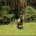#konie #hucuły