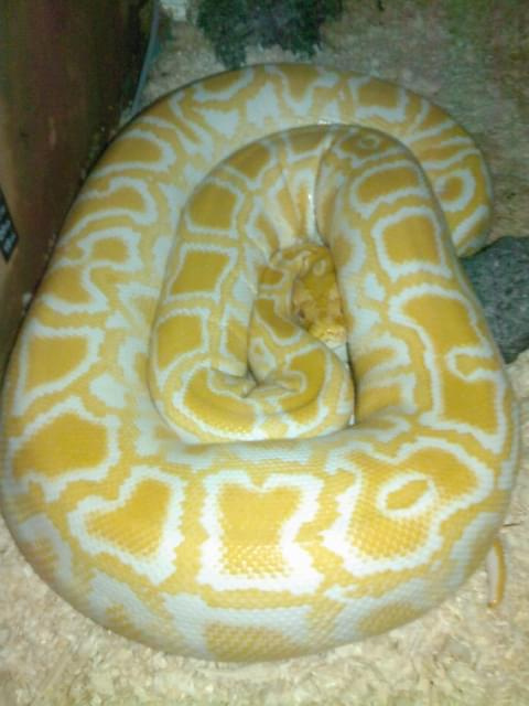 Python molurus bivittatus albino 0.1 #Gad