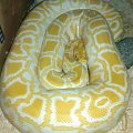 Python molurus bivittatus albino 0.1 #Gad