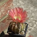 Echinopsis sp.