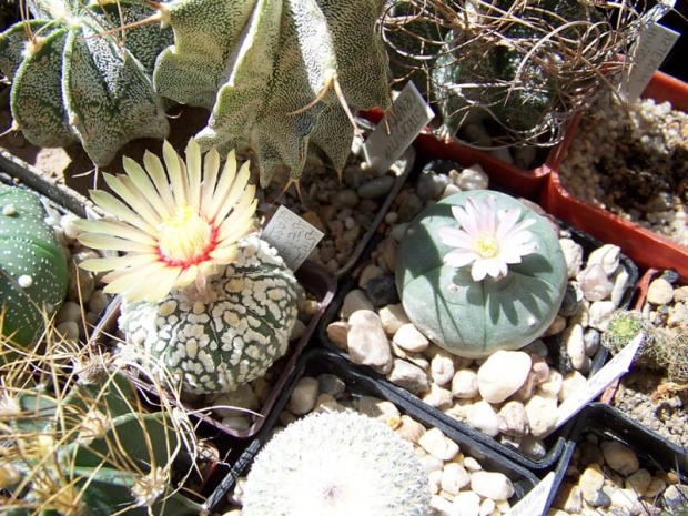 Astrophytum superkabuto i Lophophora williamsii