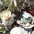 Astrophytum superkabuto i Lophophora williamsii