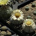 Astrophytum asterias cv supercabuto