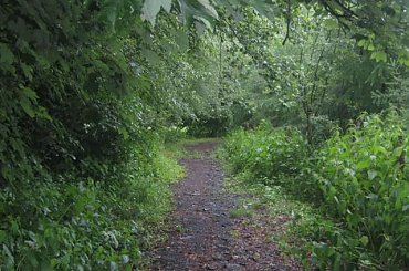 Taka tam leśna ścieżka... #las #ścieżka #drzewa