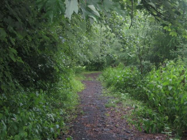 Taka tam leśna ścieżka... #las #ścieżka #drzewa