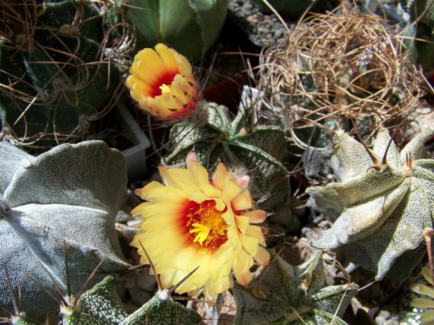 Astrophytum capricorne